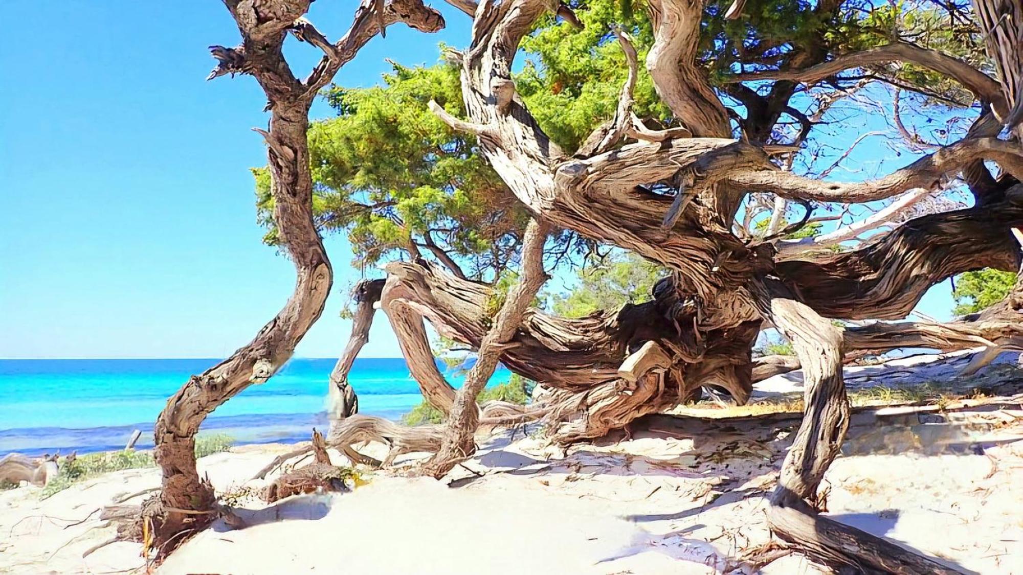 Appartement Vue Sur Mer Santa-Maria-di-Lota Esterno foto